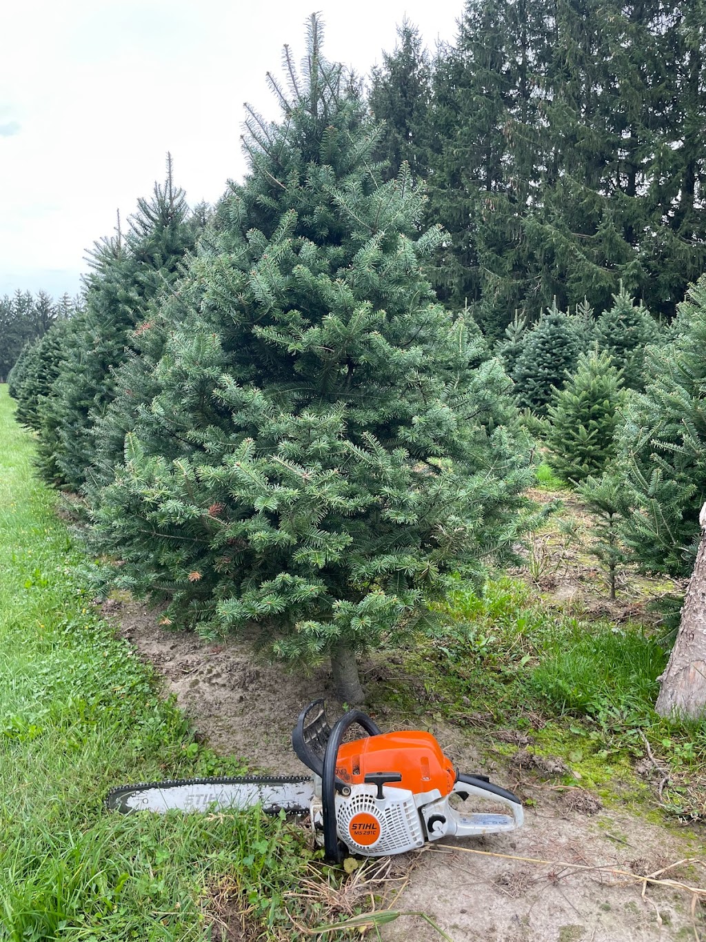 Les sapins de Noël.com autocueillette de sapin de noel | 2640 Mnt Bullock, Henryville, QC J0J 1E0, Canada | Phone: (514) 809-4442