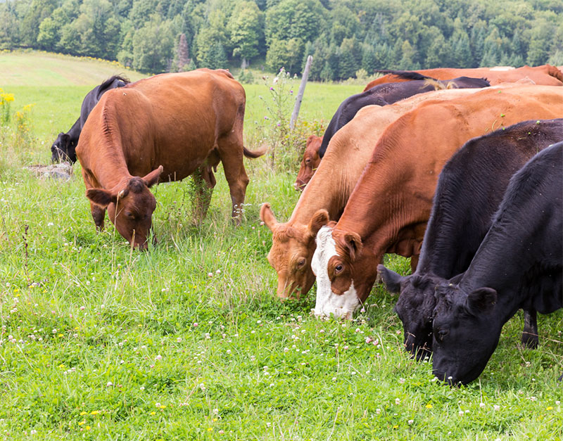 Ferme Nordest | 3816 Rte Eugène Trinquier, Mont-Laurier, QC J9L 3G4, Canada | Phone: (819) 623-5474