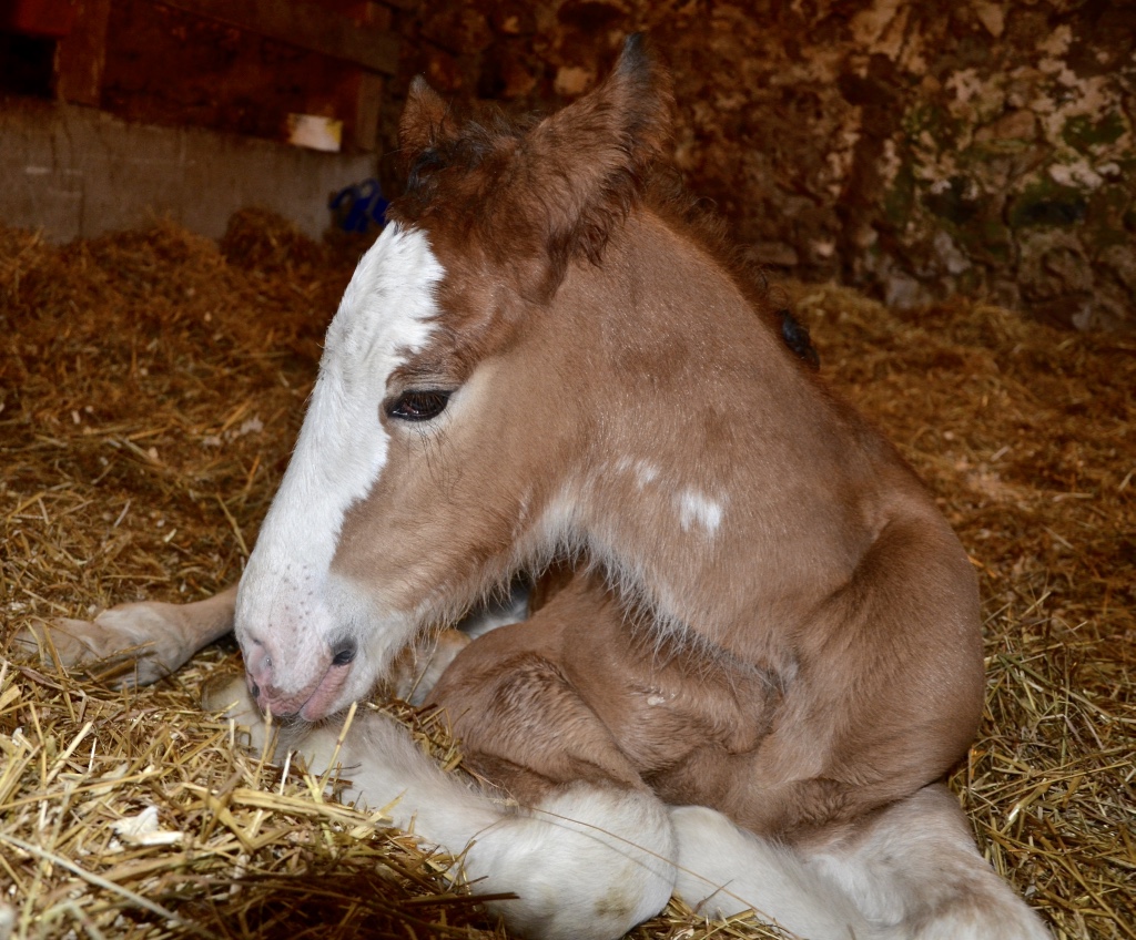 Sky Ridge Clydesdales | 386191 Side Rd 20, Mono, ON L9W 6V3, Canada | Phone: (519) 938-8958