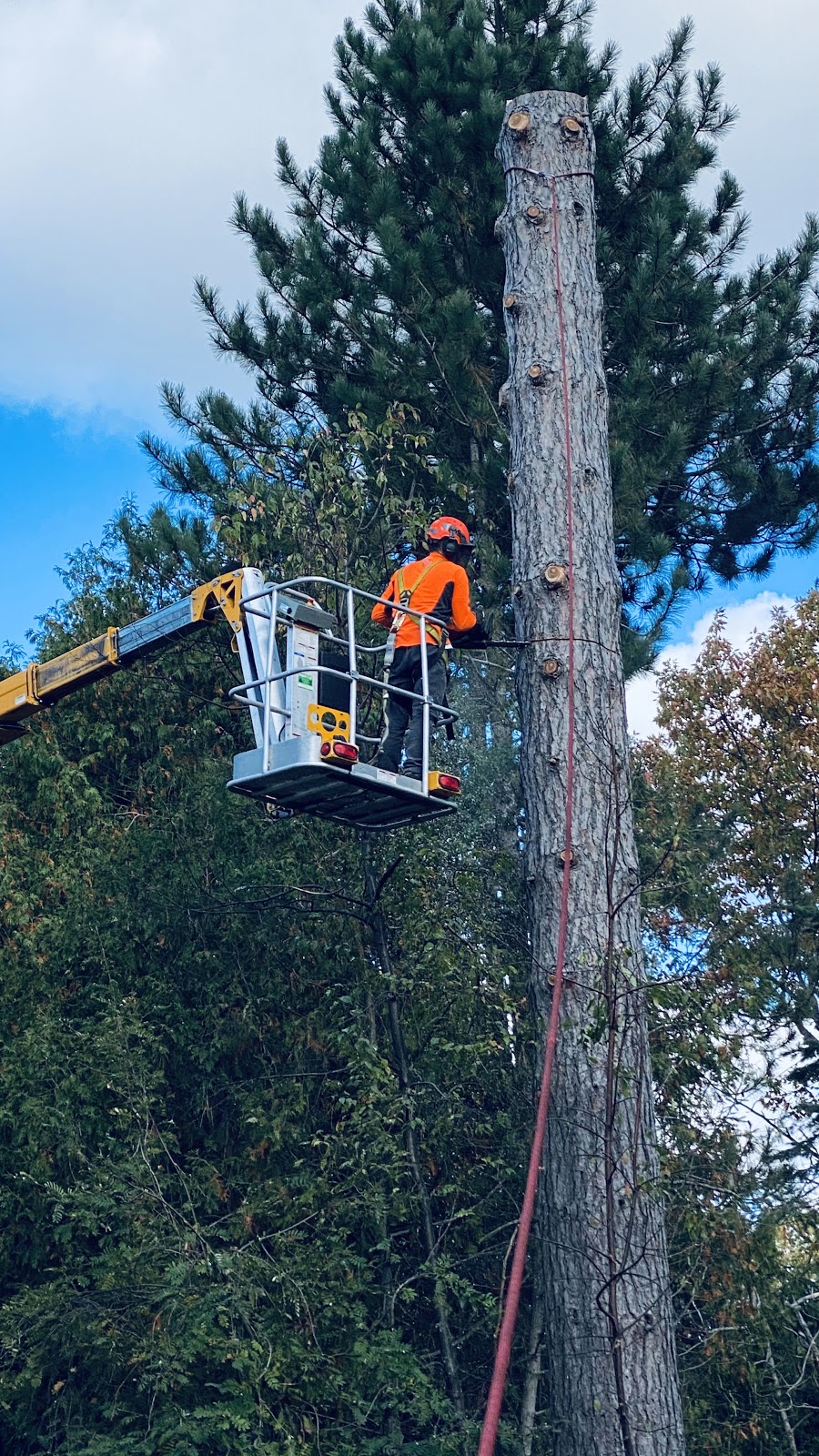 Deep River Tree Service | ON-17, Deep River, ON K0J 1P0, Canada | Phone: (613) 281-8081