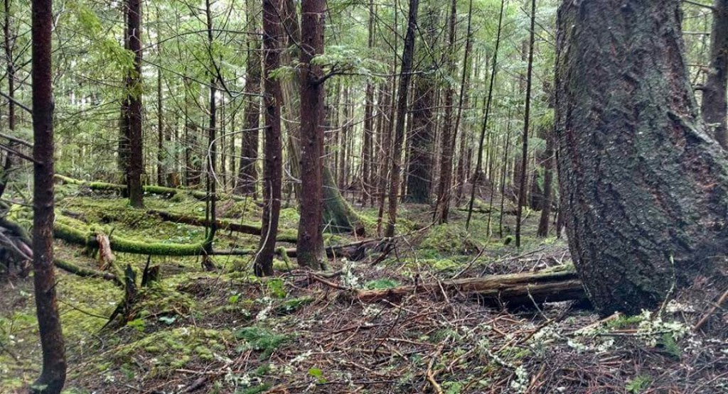 Swamp Lantern Trail_Alice Lake Provicial Park | Squamish, BC V0N 1H0, Canada