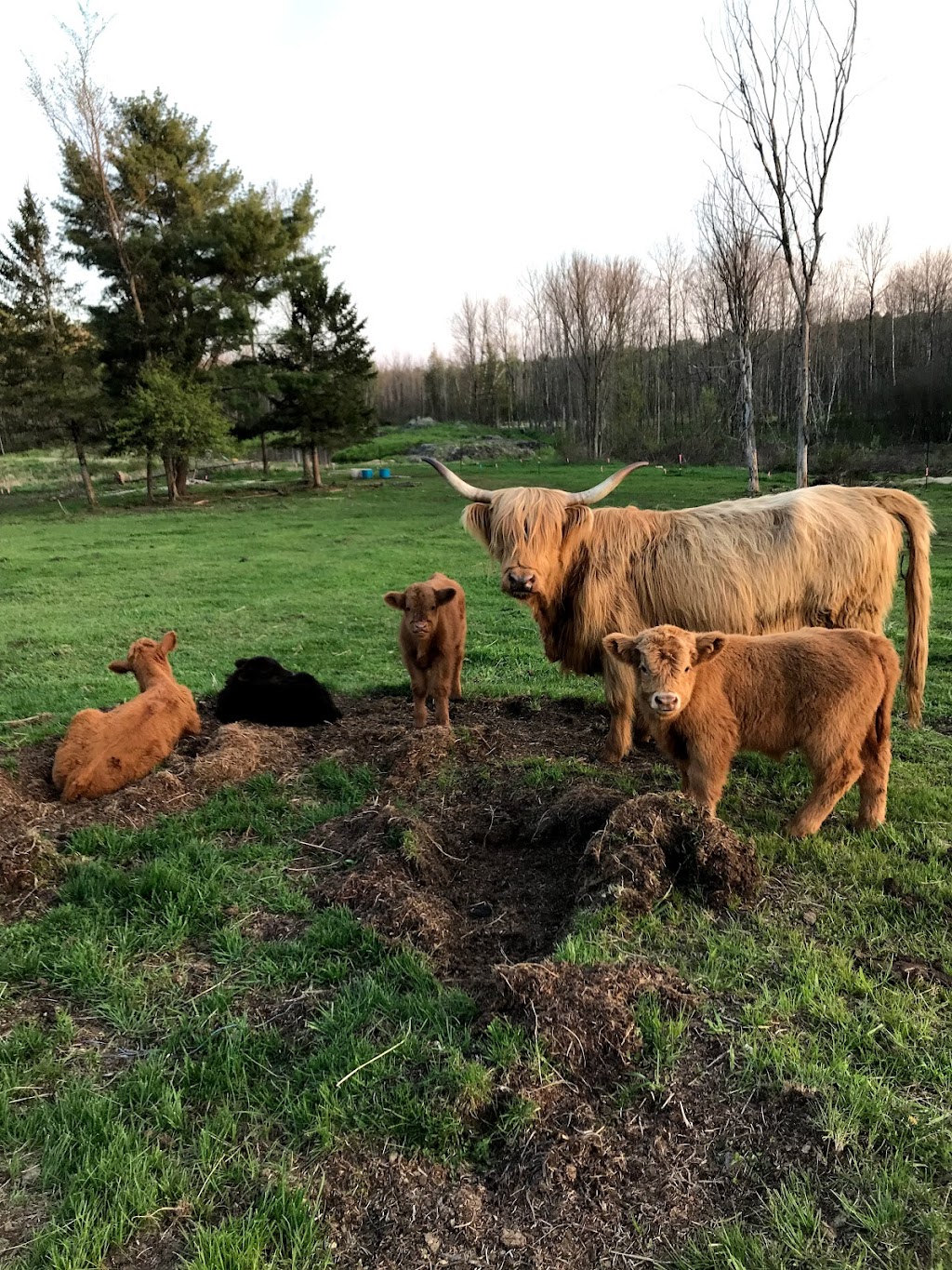 Ferme au gros sabot - The big hoof farm | 59 Chem. Flannery, Kazabazua, QC J0X 1X0, Canada | Phone: (819) 968-7008