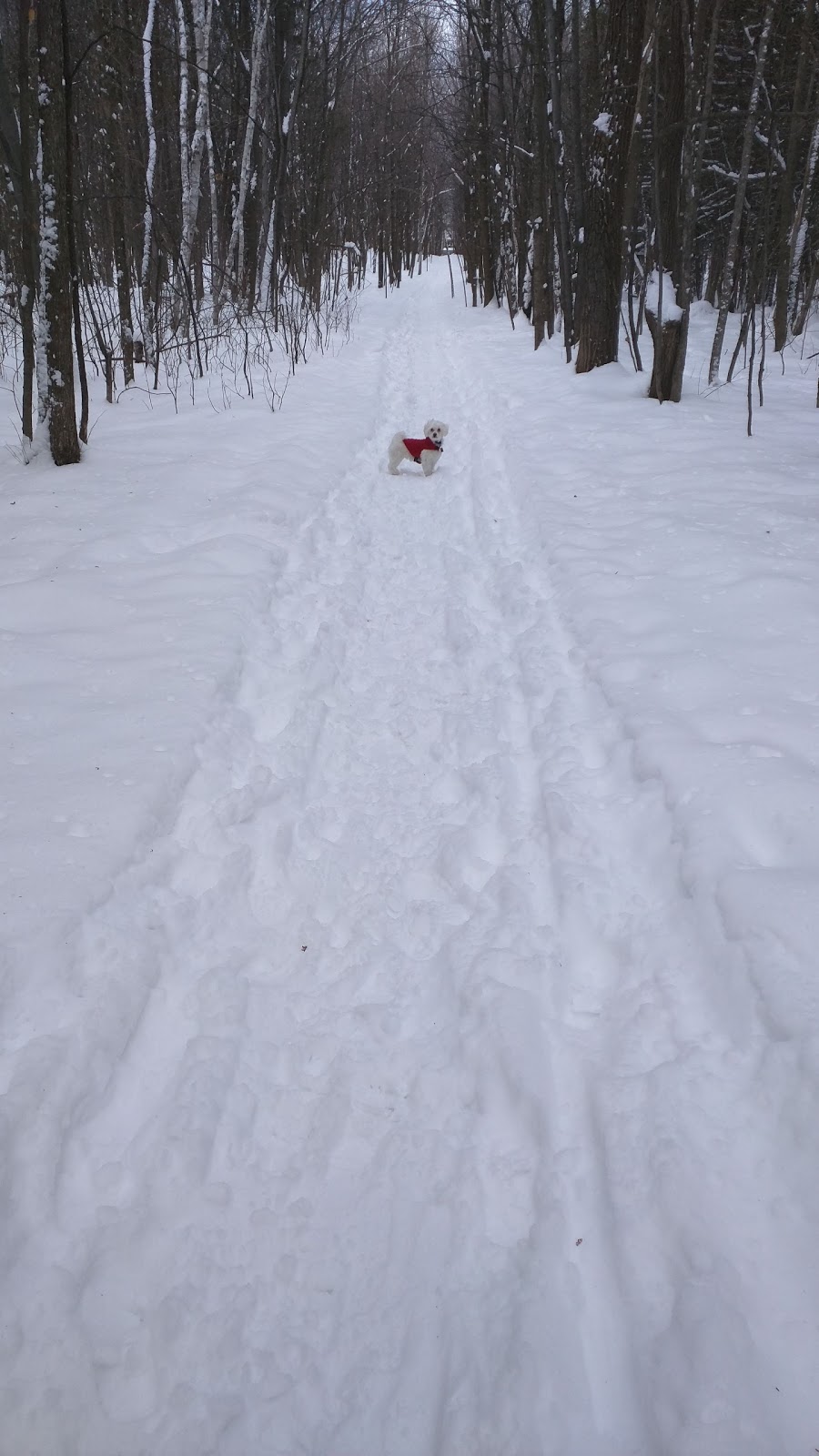 Bois de la Source | 1130 18e Av, Laval, QC H7R 4P6, Canada