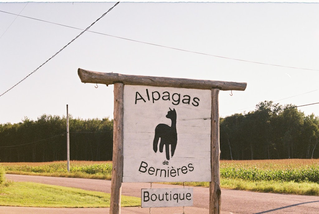 Alpagas de Bernieres | 499 Rang Saint Charles, Saint-Pierre-les-Becquets, QC G0X 2Z0, Canada | Phone: (819) 244-6618