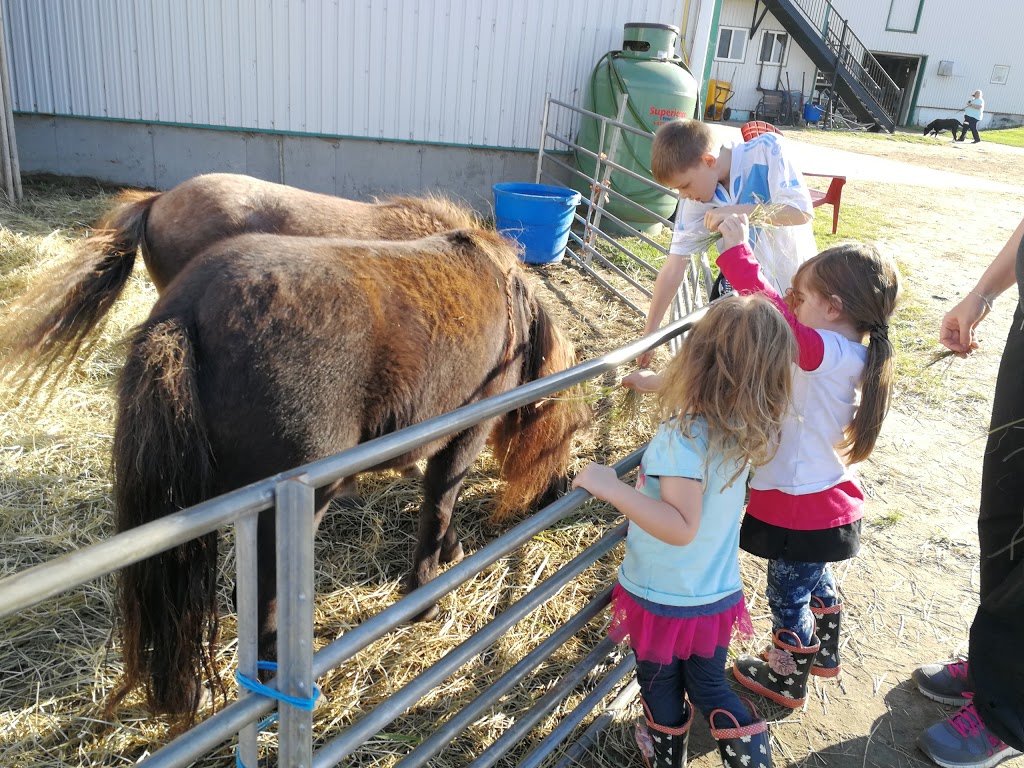 Equestrian Center Céraville | 8374 Rue Alexandre, Trois-Rivières, QC G9B 2J8, Canada | Phone: (819) 377-7744