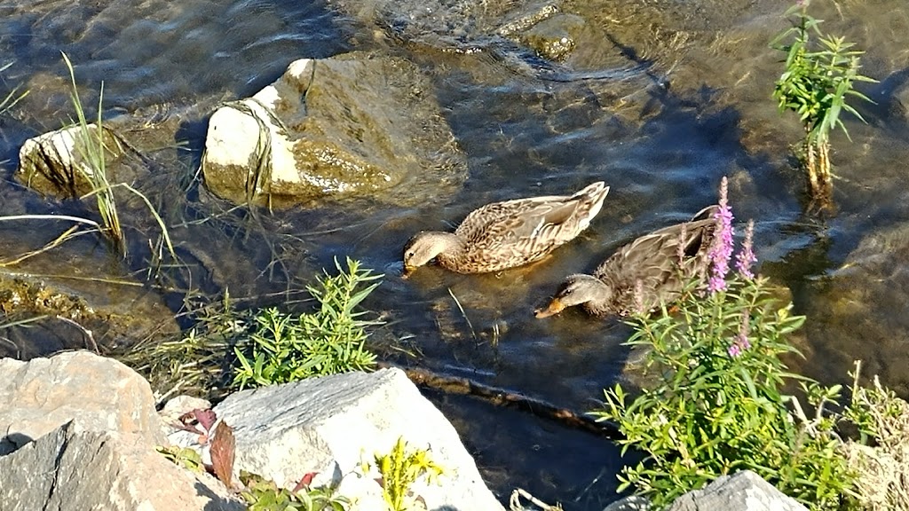 Parc du Quai-de-La Tortue | Boulevard LaSalle, Verdun, QC H4H 2S9, Canada | Phone: (517) 765-7150