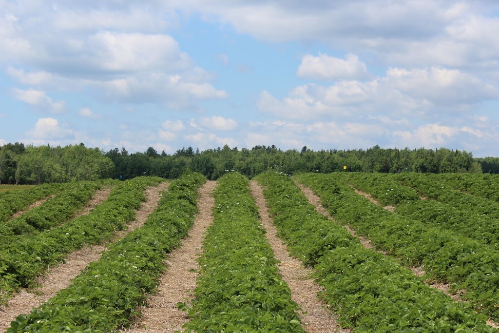 Ferme Matto-Val | 505 5e Rang, Val-Alain, QC G0S 3H0, Canada | Phone: (418) 744-3058