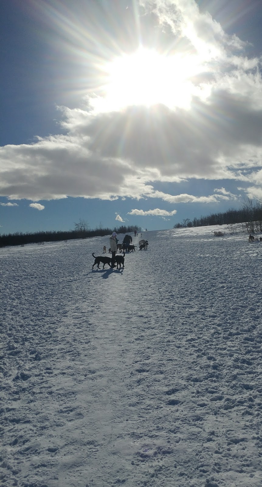 Coach Hill Off-leash Area COA-001 | 6204 Coach Hill Rd SW, Calgary, AB T3H 1J4, Canada