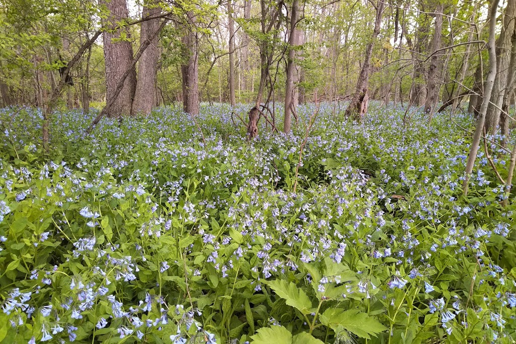 Sydenham River Nature Reserve | 2740 Buttonwood Dr, Glencoe, ON N0L 1M0, Canada | Phone: (800) 440-2366