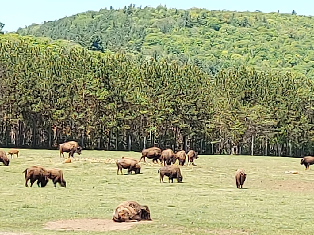 La Terre des Bisons | 6855 Chem. Parkinson, Rawdon, QC J0K 1S0, Canada | Phone: (450) 834-6718