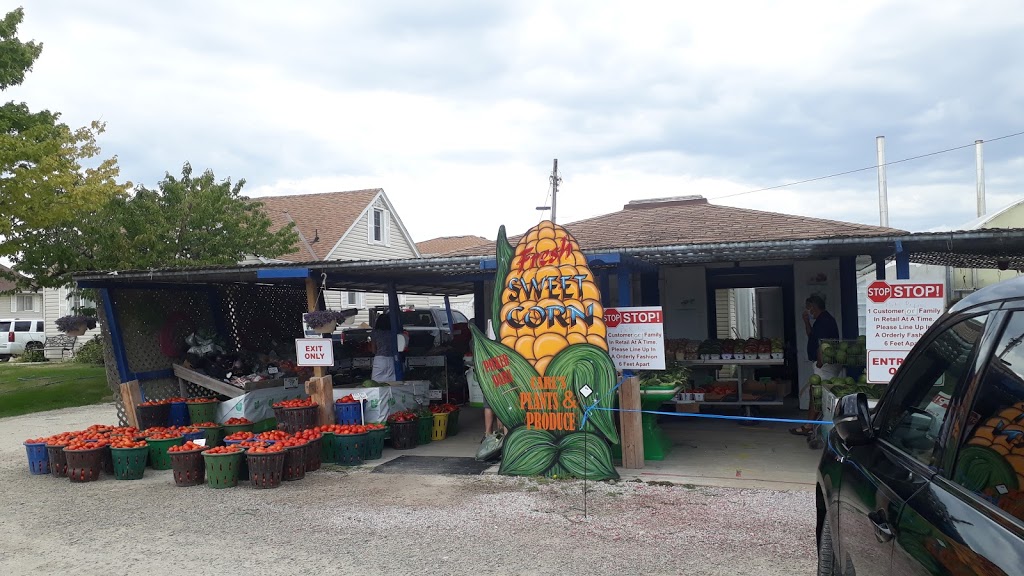 Carls Plants & Produce | 373 Seacliff Dr W, Leamington, ON N8H 4C9, Canada | Phone: (519) 326-2817