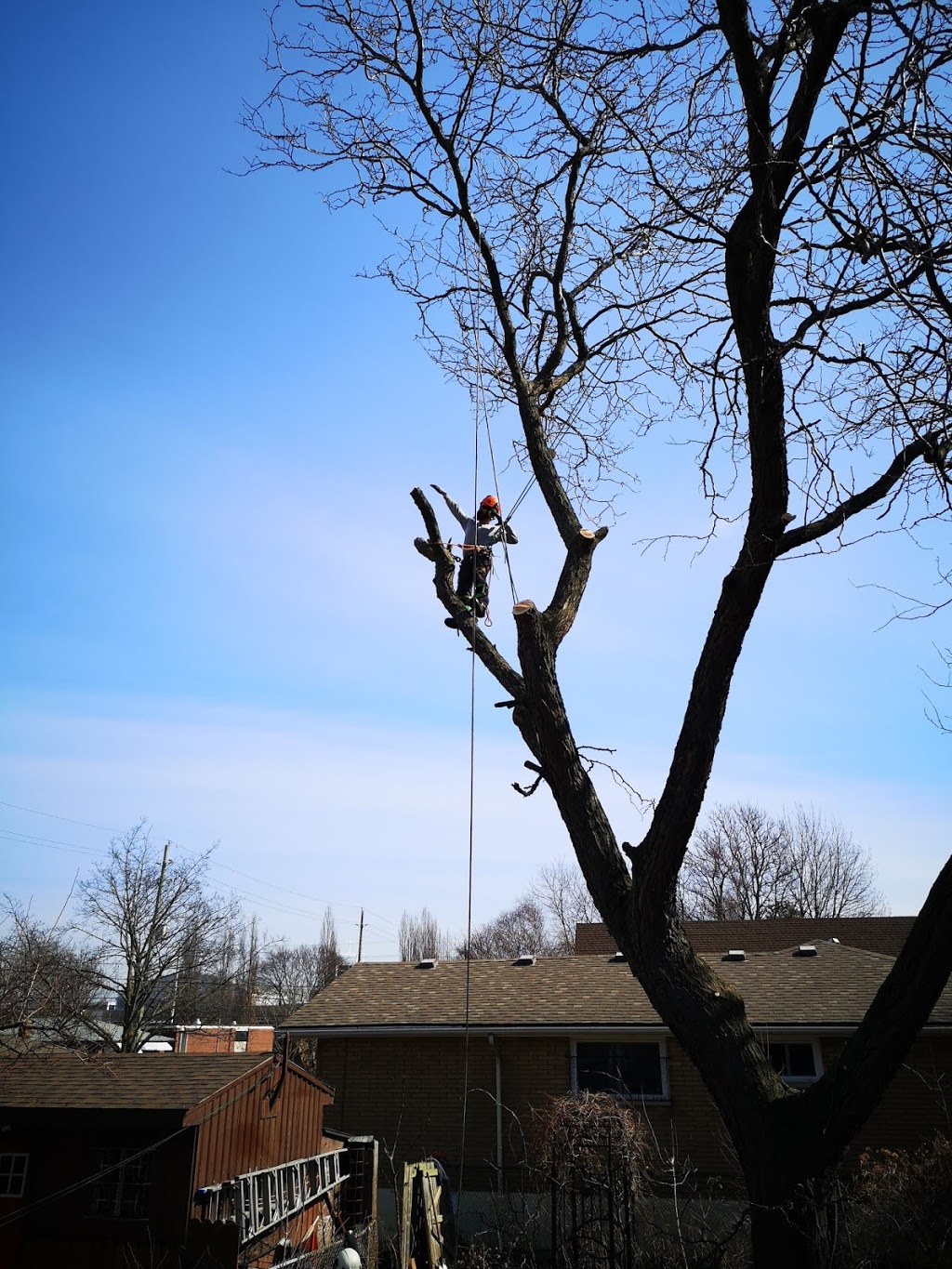 Westwood Tree Care | 1026 Britannia Rd, Burlington, ON L7P 0G1, Canada | Phone: (905) 818-1505