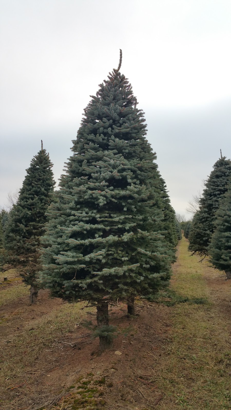 Wintersingers Christmas Tree Farm | 5837 3 Line, Hillsburgh, ON N0B 1Z0, Canada | Phone: (519) 855-6163