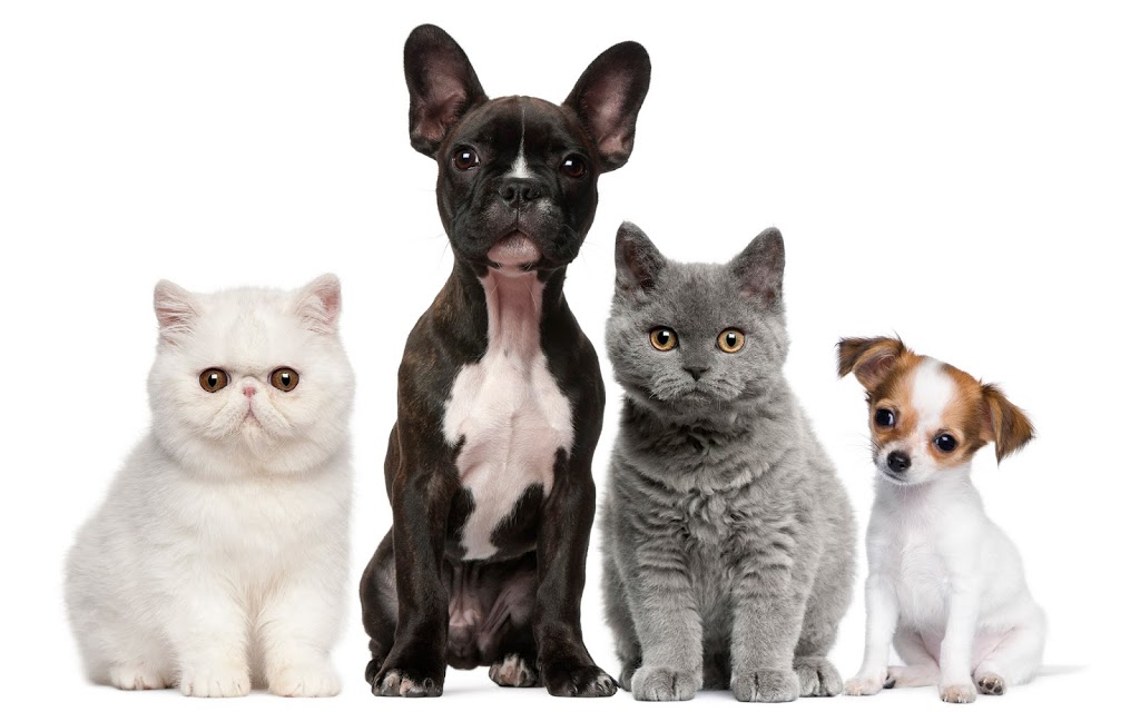 Animal Hospital of Aurora | 15483 Yonge St, Aurora, ON L4G 1P3, Canada | Phone: (905) 503-4041