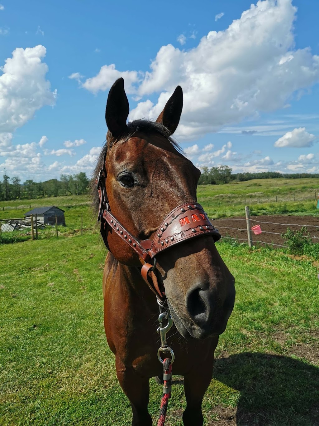 James Built Saddlery | 5020 46 Ave, Tofield, AB T0B 4J0, Canada | Phone: (780) 662-4980