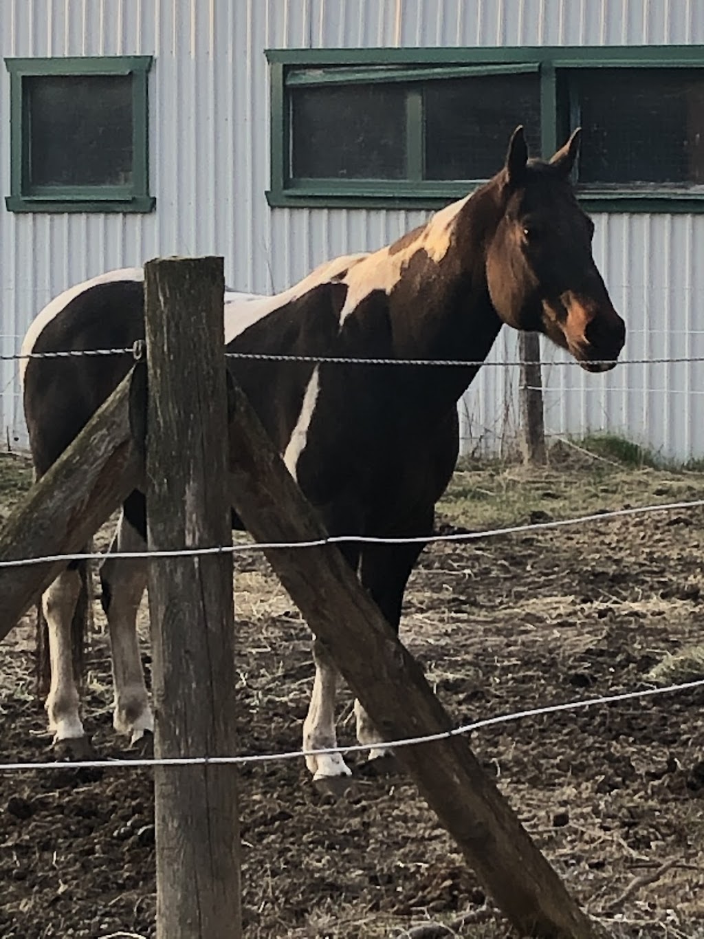 Les Écuries MapleRidge Stables inc | 52 Chem. Saint-Georges, Rigaud, QC J0P 1P0, Canada | Phone: (450) 458-0520