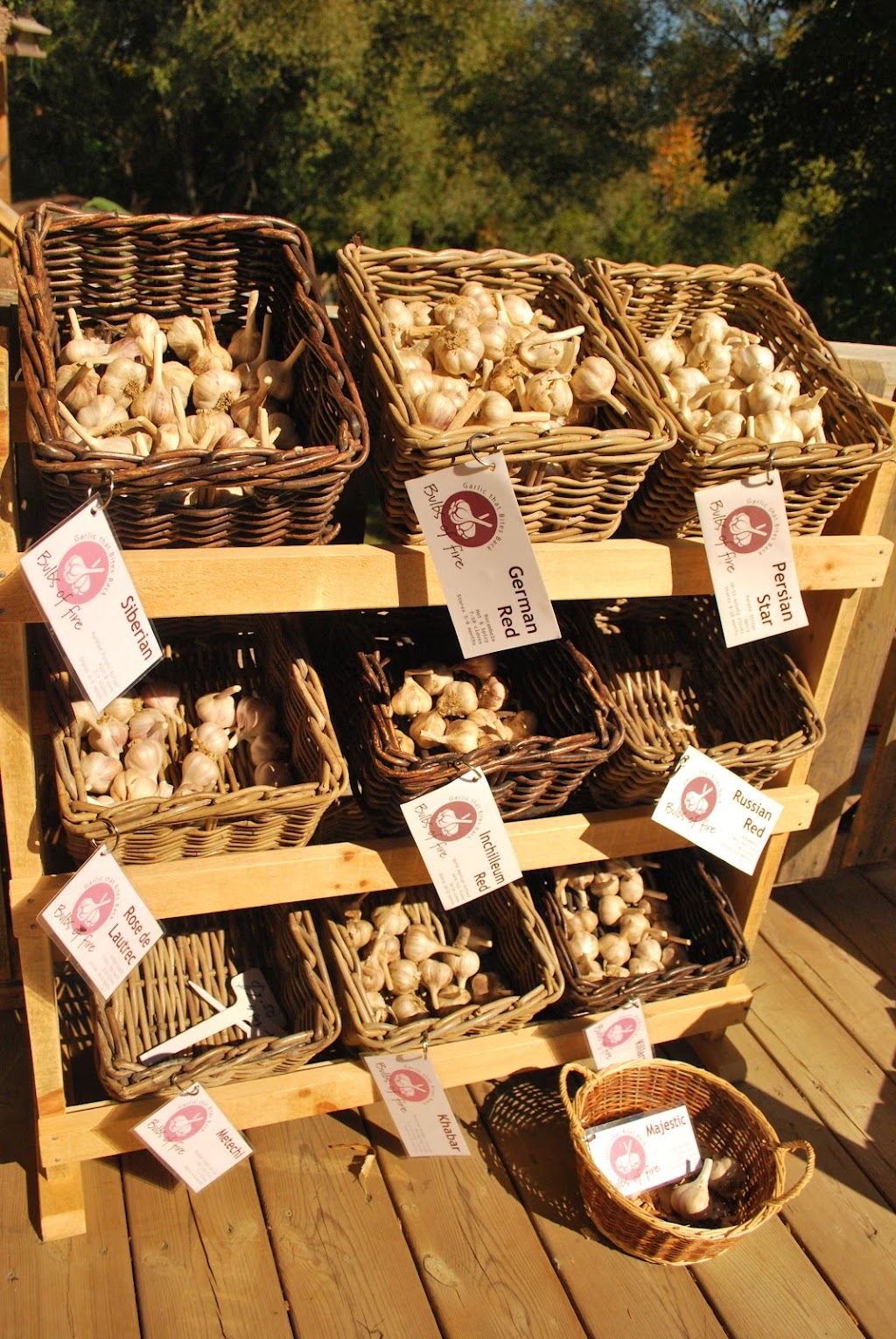 Bulbs of Fire Garlic | 368 Dorion Rd, Tiny, ON L9M 0M4, Canada | Phone: (705) 529-5424