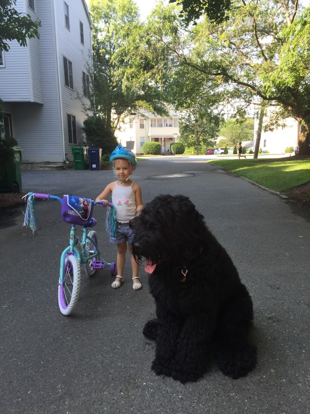 Black Russian Terrier Kennel | Ontario | Iz Teremka BRT Kennel | 5695 2, Odessa, ON K0H 2H0, Canada | Phone: (613) 531-6207