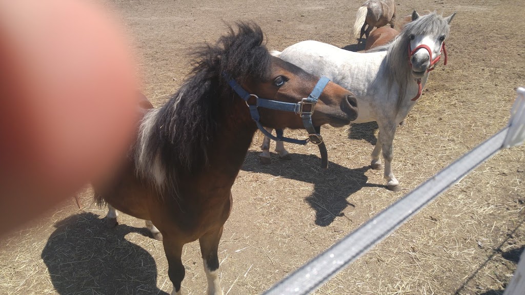 Last Chance Horse And Pony Rescue | 4269 Rebstock Rd, Crystal Beach, ON L0S 1B0, Canada | Phone: (905) 380-1440