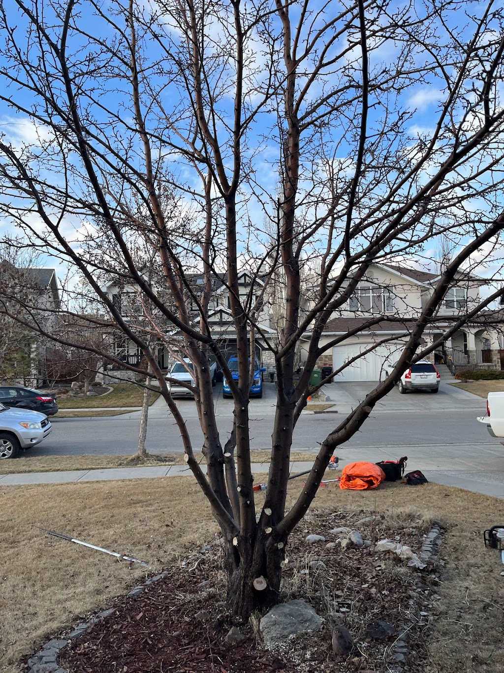 Alberta Tree Masters -Tree Service - Tree Removal & Tree Pruning | 28 Edgeford Pl NW, Calgary, AB T3A 2T2, Canada | Phone: (587) 438-5733