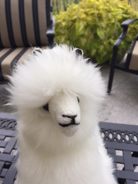 Moore House Fine Alpacas | 417 Tice Rd, Ridgeville, ON L0S 1M0, Canada | Phone: (905) 892-8252