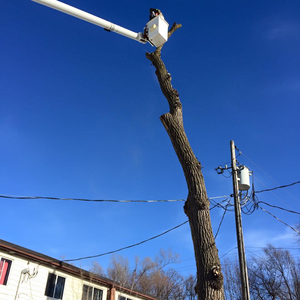 ArbreCare Tree Service | 150 Binnington Ct, Kingston, ON K7M 8N1, Canada | Phone: (613) 634-6341