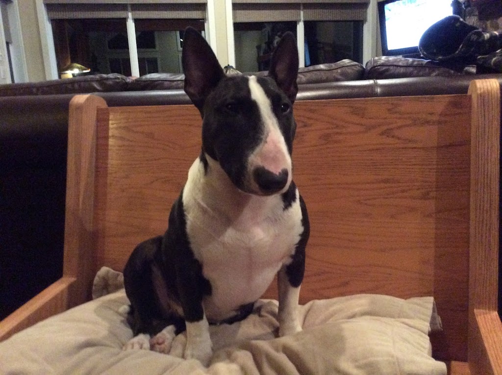 Tinydancer Miniature Bull Terriers - Canada | RR1, Millarville, AB T0L 1K0, Canada | Phone: (403) 933-5700