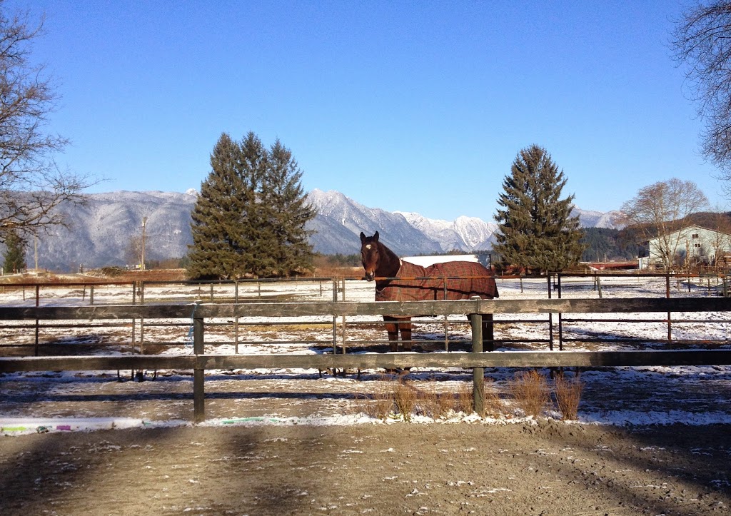 Seabrook Stables | 13585 Cedar Way, Maple Ridge, BC V4R 2T4, Canada | Phone: (604) 728-6524