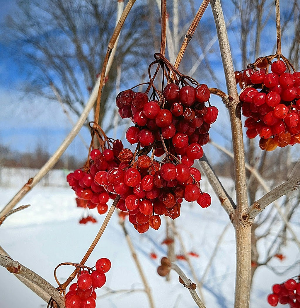 Forêt du 50e | 901 Av. du Parc, Laval, QC H7E 2T7, Canada | Phone: (450) 624-9696