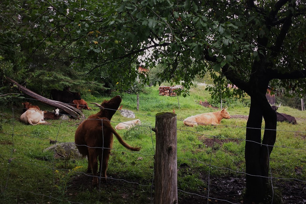 Ferme Morgan | 92 Chemin Morgan, Montcalm, QC J0T 2V0, Canada | Phone: (819) 687-2434