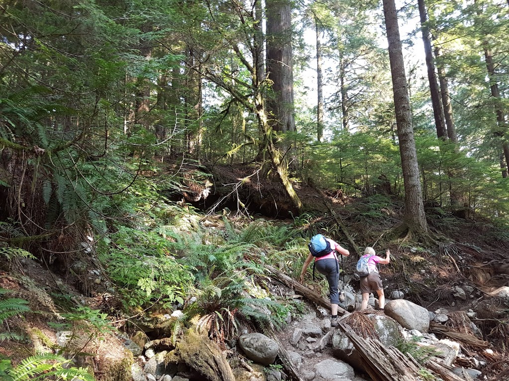 Big Cedar | North Vancouver, BC V7K 3B2, Canada