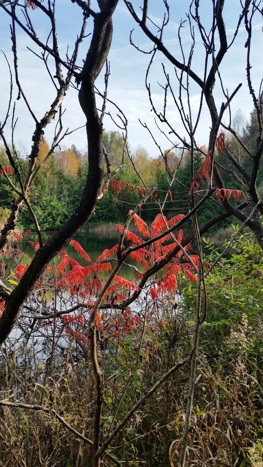 Welsh Tract - Forest Of The Secret Pond Trail | 3741-4367 Line 12, Cookstown, ON L0L 1L0, Canada