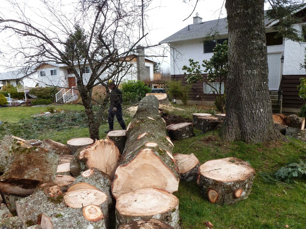 Budget Tree Services Ltd | 8946 Clarkson Ave, Black Creek, BC V9J 1B2, Canada | Phone: (250) 204-1327