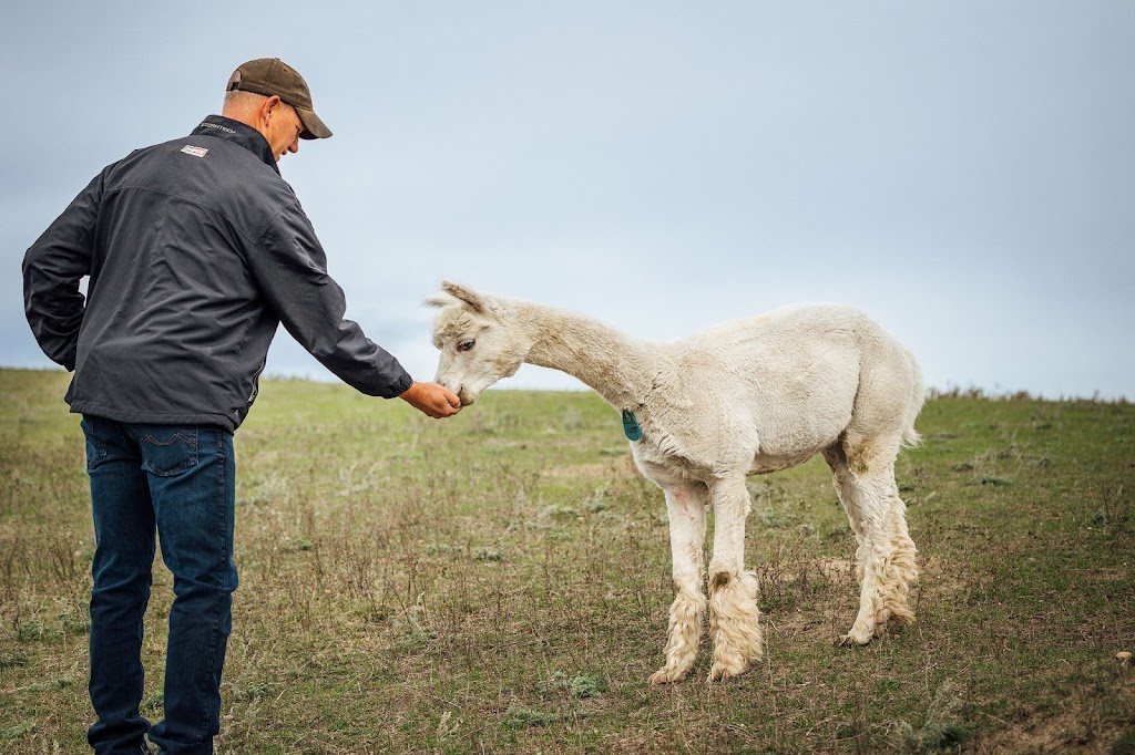 Kirk’s Alpaca Farm | Range Rd 255, Torrington, AB T0M 2B0, Canada | Phone: (403) 412-9166