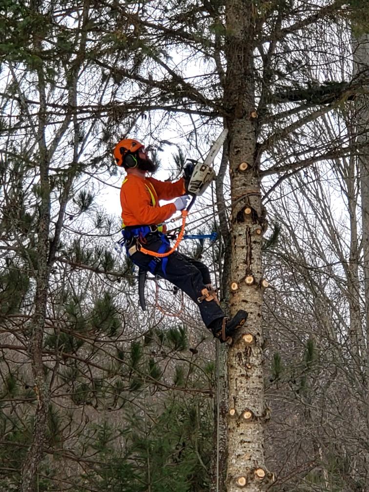 Plunketts Tree Removal Bancroft | 212 McDonald Mine Rd, Bancroft, ON K0L 1C0, Canada | Phone: (613) 334-9383