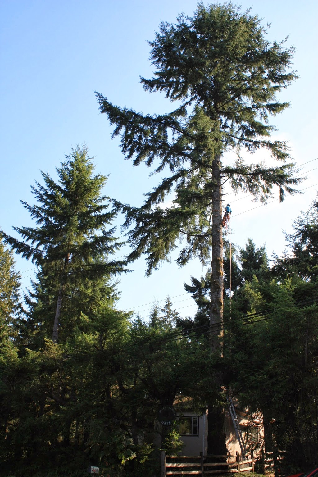 Give and Take Tree Service | 11125 232 St, Maple Ridge, BC V2X 1P3, Canada | Phone: (778) 872-8406