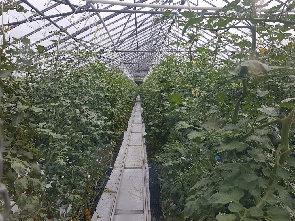 Sun Wing Greenhouses Ltd | 6070 Oldfield Rd, Victoria, BC V9E 2J4, Canada | Phone: (250) 652-5732