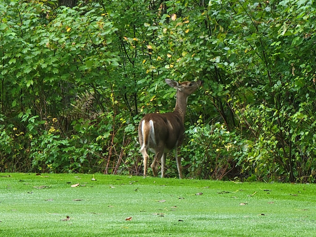 Falcon Lake Golf Course | 100 S Shore Rd, Falcon Beach, MB R0E 0N0, Canada | Phone: (204) 349-2554