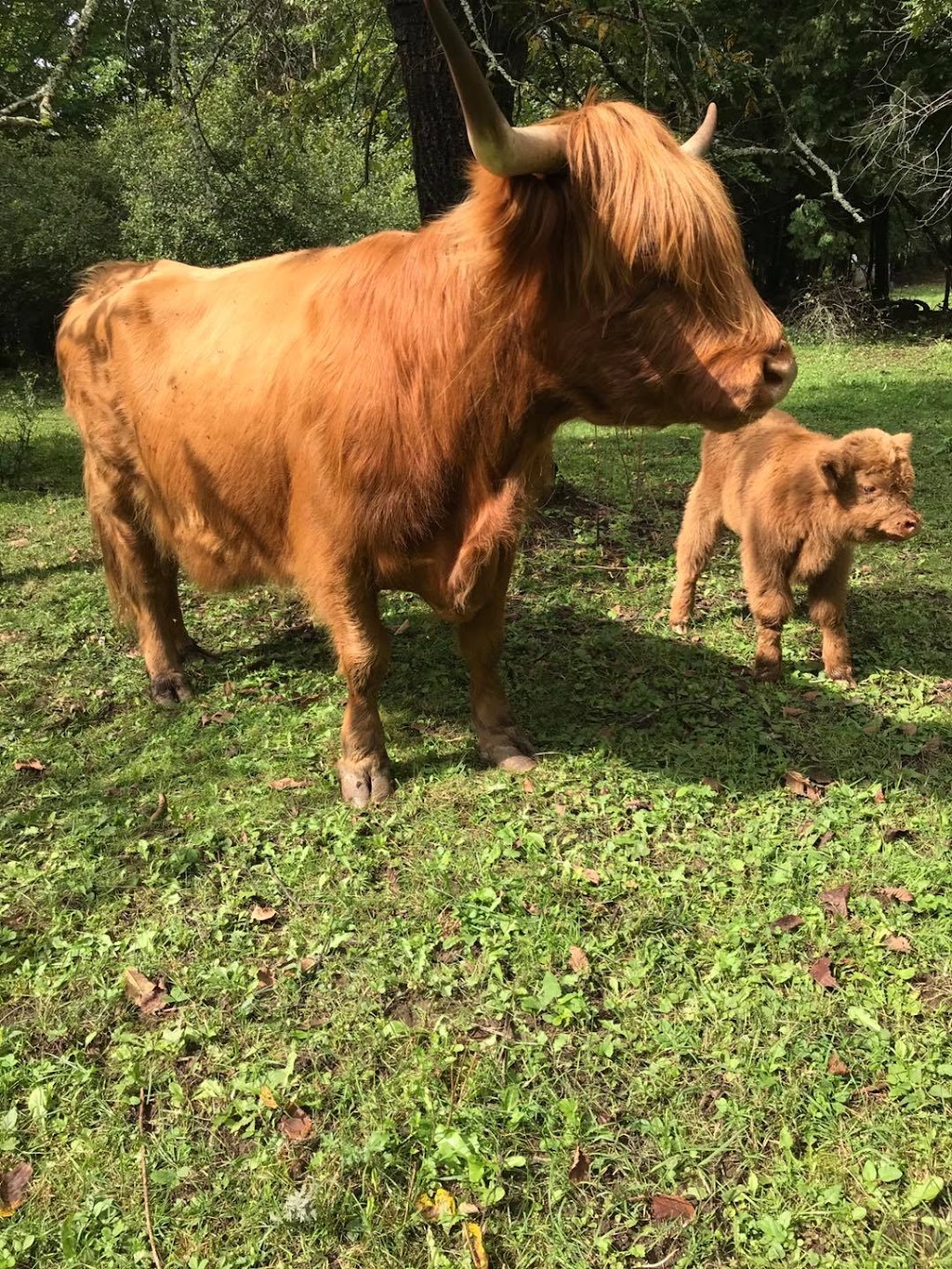 Ferme au gros sabot - The big hoof farm | 59 Chem. Flannery, Kazabazua, QC J0X 1X0, Canada | Phone: (819) 968-7008