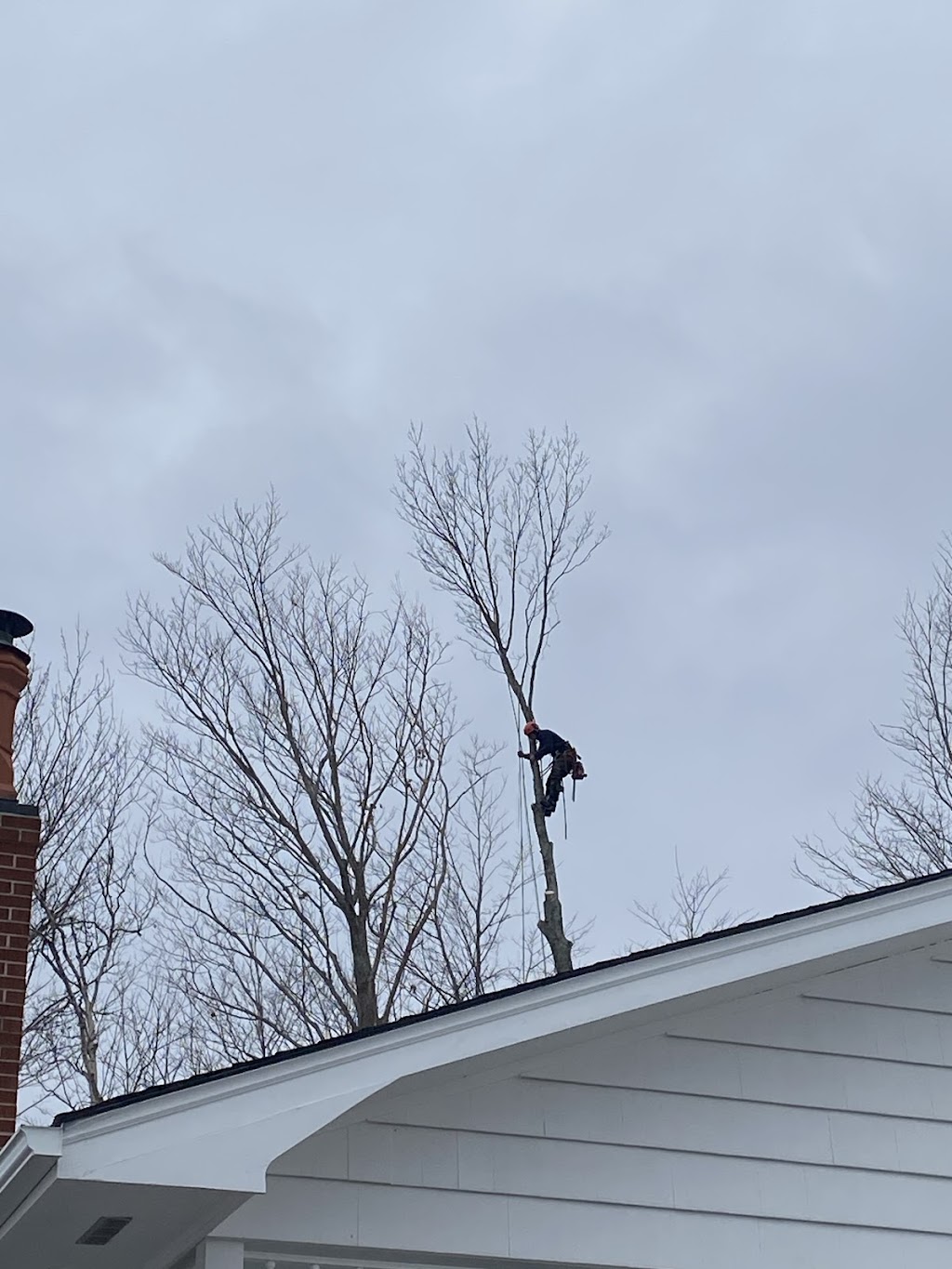 Laird Tree Care | 2647 Brothers Rd, Mount Stewart, PE C0A 1T0, Canada | Phone: (902) 969-9017