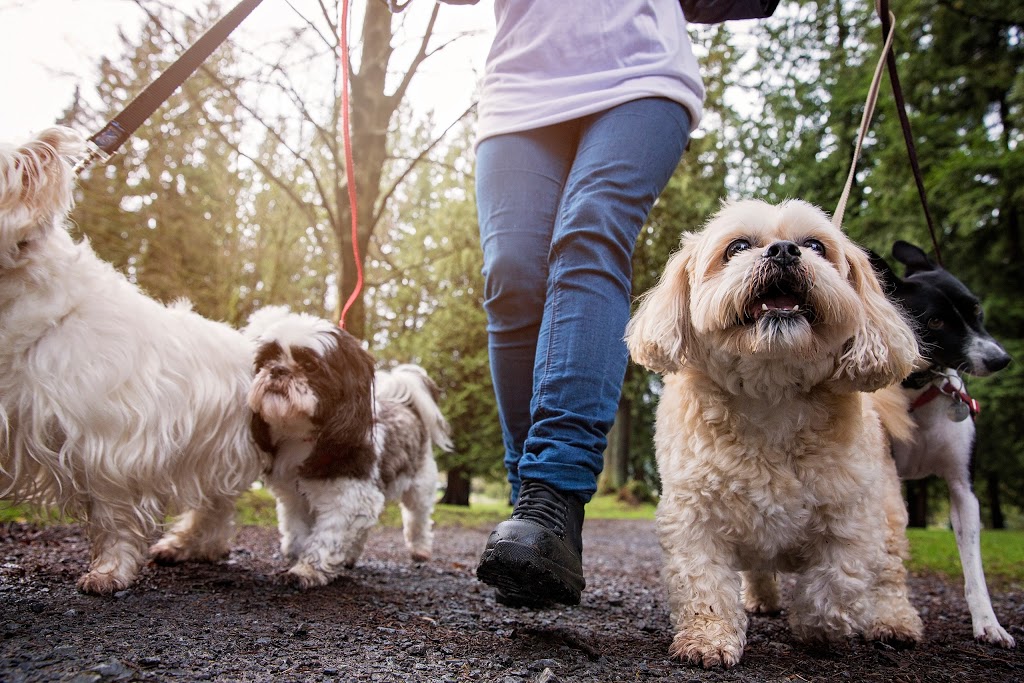 Fetch! Dog Daycare & Grooming | 1037 C Ridgeway Ave, Coquitlam, BC V3J 1S6, Canada | Phone: (604) 939-0059