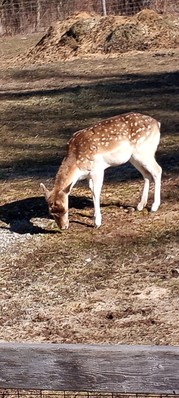 Shades of Hope Wildlife Refuge | 87 Routley Ave, Pefferlaw, ON L0E 1N0, Canada | Phone: (705) 437-4654