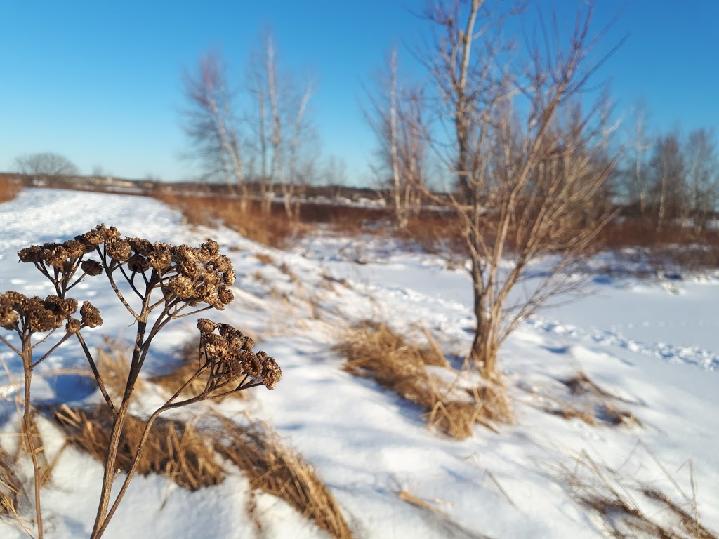 Strawberry Marsh Trail | Hennessy St, Miramichi, NB E1V, Canada | Phone: (506) 623-2150