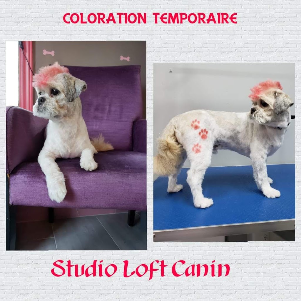 Toilettage Studio Loft canin | 199 Chemin du Petit-Bois Local 105, Varennes, QC J3X 1P7, Canada | Phone: (450) 809-0370