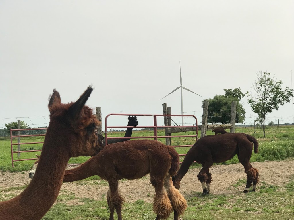 Ralphys Retreat Animal Sanctuary | 85 Dancey Side Rd, St Williams, ON N0E 1P0, Canada | Phone: (519) 420-1364