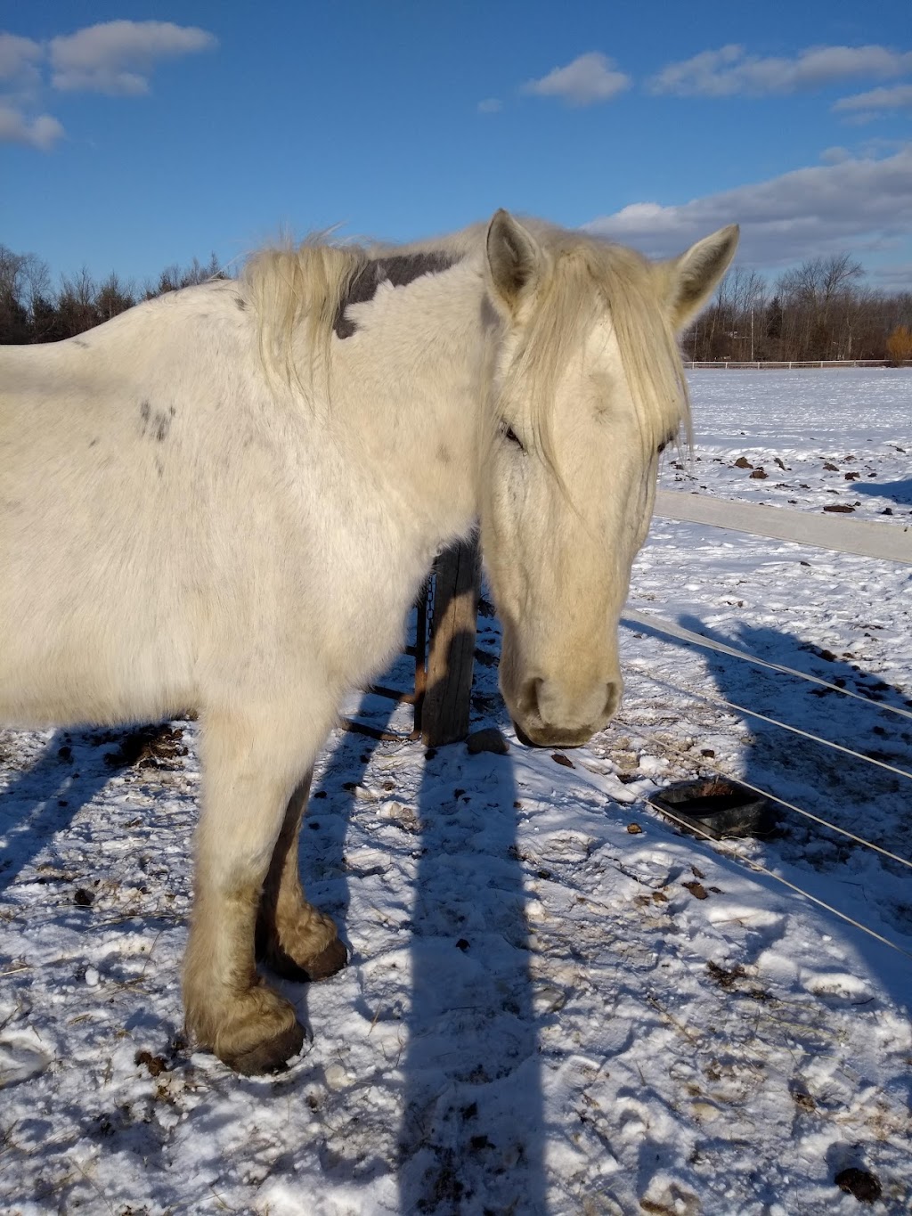 Hardings Horse Haven | 4998 6th Line, Erin, ON N0B 1T0, Canada | Phone: (905) 691-8980