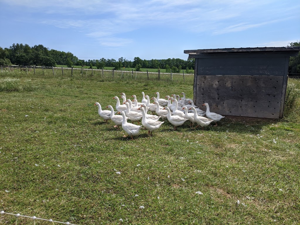 Marvellous Edibles Farm | 617930 Grey Rd 18, Owen Sound, ON N4K 5W4, Canada | Phone: (519) 372-2107