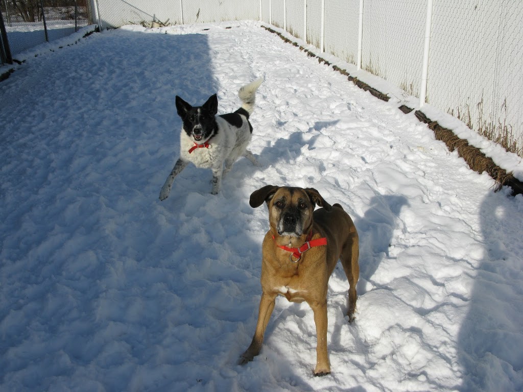 Chenil Lac Brome Kennel | 28 Chemin Barnes, West Brome, QC J0E 2P0, Canada | Phone: (450) 243-5587