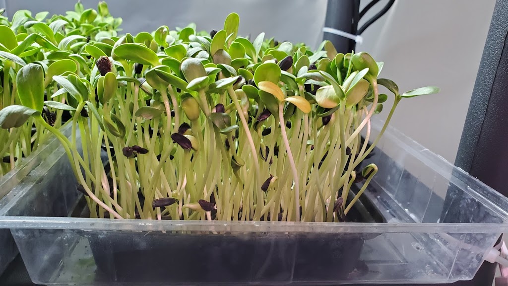 MSVFarm Microgreen kits | 109 Robin Ave, Charlottetown, PE C1A 8M5, Canada | Phone: (902) 314-1335