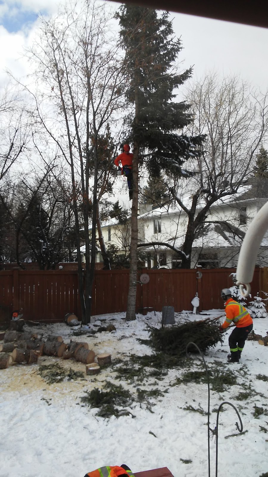 Buzz Cut Tree Service | 109 Dorchester Dr, St. Albert, AB T8N 4Y4, Canada | Phone: (780) 257-8746